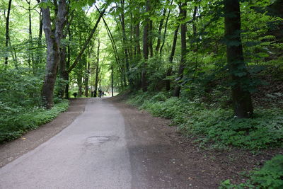 Road passing through forest