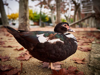 Close-up of a bird looking away