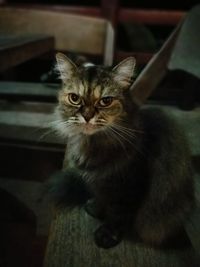 Portrait of cat at home