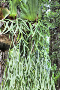 Cactus plants