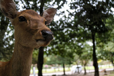 Close-up portrait of deer