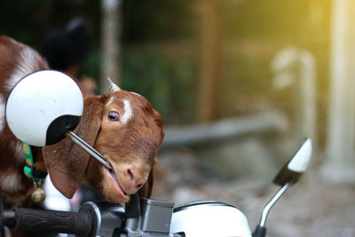 Close-up portrait of cow