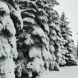 Close-up of tree during winter