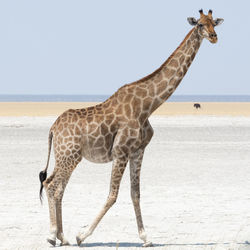 View of giraffe walking on salt pan