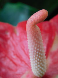 Close-up of pink rose flower