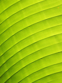 Close up green leaf texture