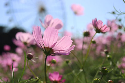 Close-up of pink cosmos flowers