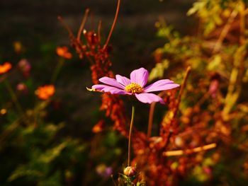 Close-up of pink flowering plant on field