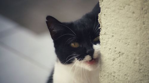 Close-up of cat looking away