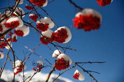 Low angle view of berries on tree