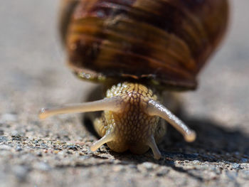 Close-up of snail