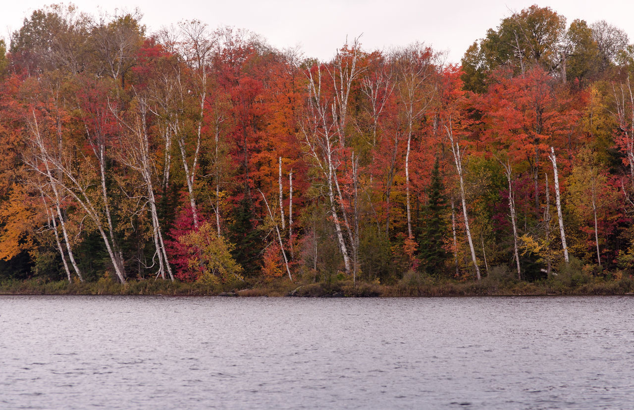 TREES IN FOREST DURING AUTUMN