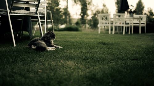 Cat on grass