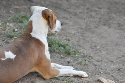 High angle view of dog relaxing on field