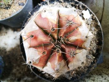 High angle view of fruits in container