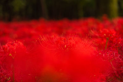 Close-up of red flowering plant in park