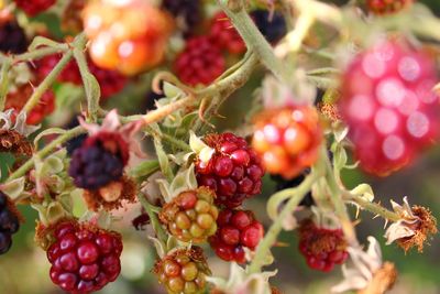 Close-up of black berries growing on tree