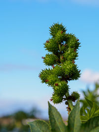 Low angle view of cactus plant against sky