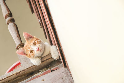 Low angle view of cat looking away