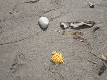 High angle view of flower on sand