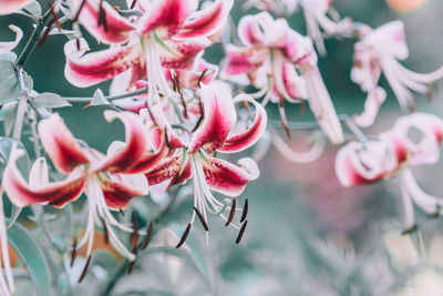 Close-up of pink flowering plants