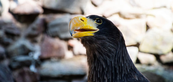 Close-up of a bird looking away