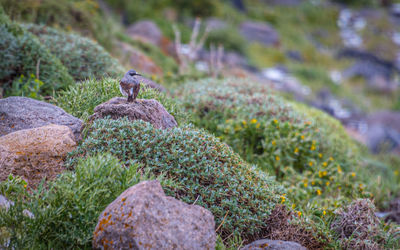 View of birds on rock