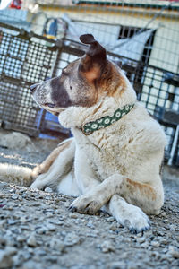 Close-up of a dog looking away
