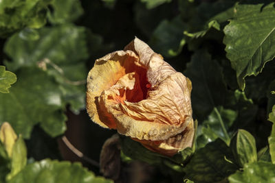 Close-up of rose on leaves