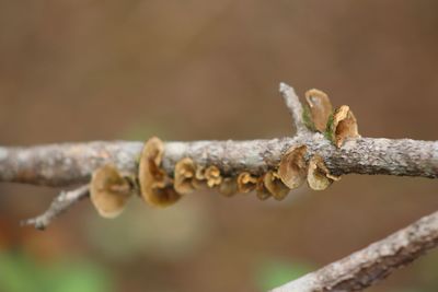 Close-up of dead plant on branch