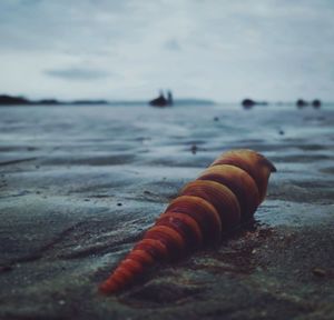 Close-up of shell on beach