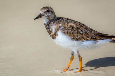 Close-up of bird perching on sand at beach