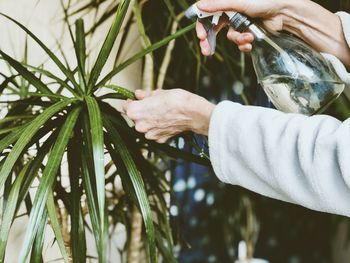 Close-up of hand holding plant