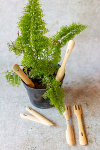 High angle view of potted plant on table