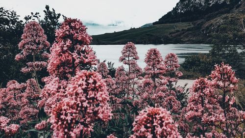 Pink flowering plants against sky