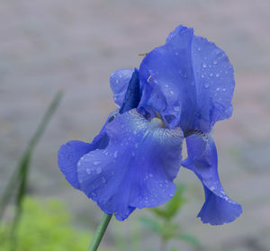 Close-up of wet purple flower