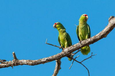 Low angle view of birds perching on tree