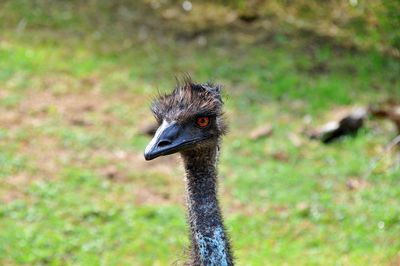 Close-up portrait of a bird on land