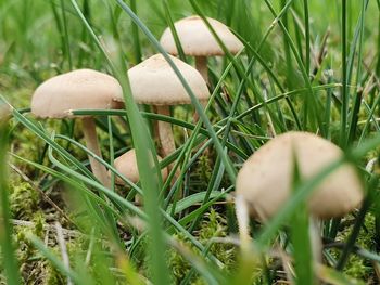 Close-up of mushroom growing on field