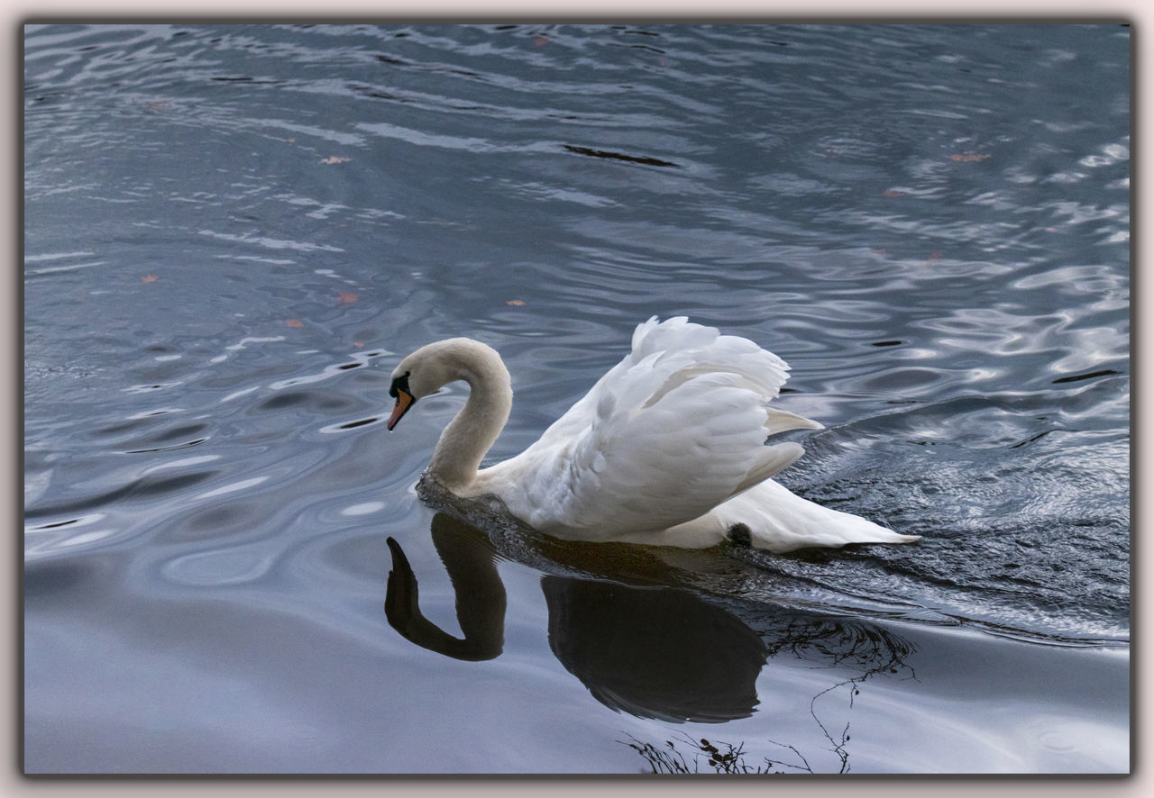 SWAN FLOATING ON WATER