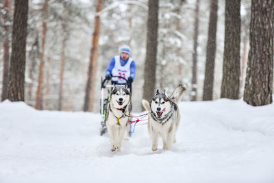 View of a dog on snow covered land