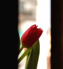 Close-up of red flower
