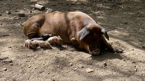 Sheep resting in a field