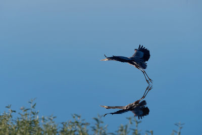 Great blue heron taking flight over its reflection on glassy lake.