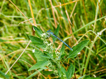 Close-up of damselfly on plant