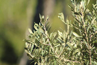 Close-up of plant growing on field