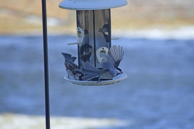 Close-up of bird flying around feeder