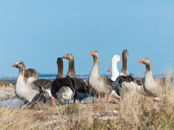 Lovely group of goose