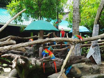 Birds perching on tree trunk