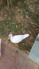 High angle view of bird on field